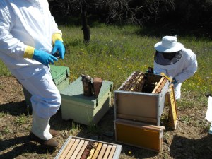 Participantes en anterior curso, fotografiando las abejas en el colmenar. Se observan colmenas perfección, dadant y layens.