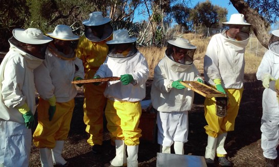 20150823_191623 campo beegarden