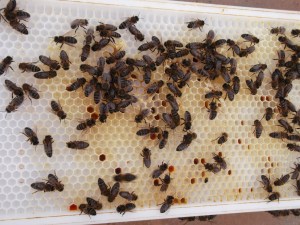 Abejas empiezan a trabajar sobre cuadro de plástico alimentario. Bee Garden apuesta por la innovación y está probando estos modelos utilizados comúnmente en Francia, el cual se podrá ver durante el curso.