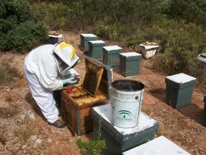 Muestreo de abejas y zanzanos