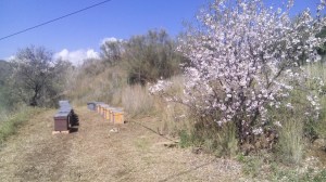 Colmenas multiplicación