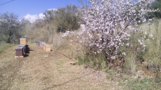 Multiplicación de colmenas