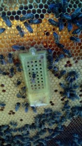 Introducción de Reina Bee Garden