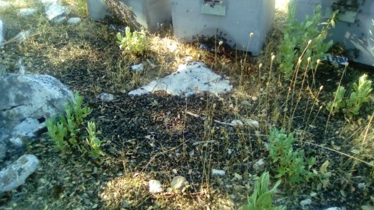 abejas muertas.jpg